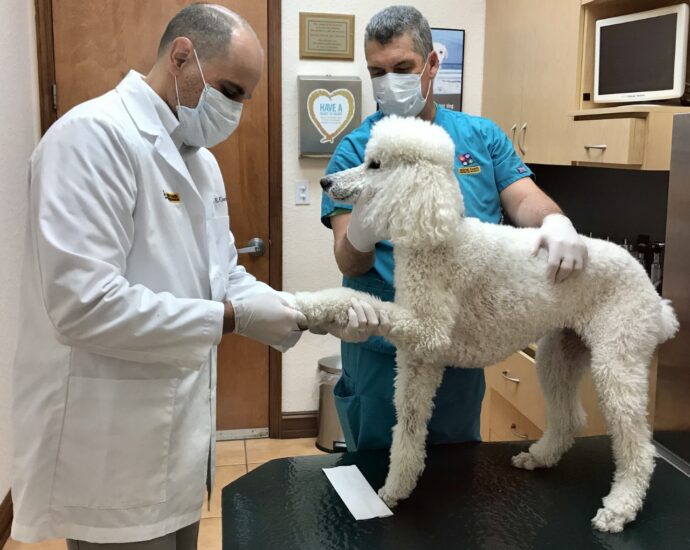 Doctor checking the foot of a standard poddle